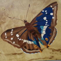 Schmetterling